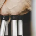 Обработка вымени коров до и после доения